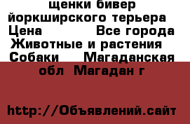 щенки бивер йоркширского терьера › Цена ­ 8 000 - Все города Животные и растения » Собаки   . Магаданская обл.,Магадан г.